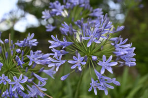 爽やかな紫色が美しい「アガパンサス」