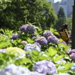 日比谷公園で紫陽花と日光浴