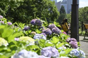 日比谷公園で紫陽花と日光浴