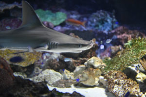 海で出会ったら・・・ビビっちゃう