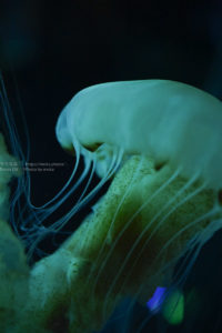 【水族館写真】怪しい緑のクラゲ