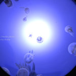 【水族館撮影】クラゲを見上げてみよう!!