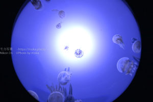 【水族館撮影】クラゲを見上げてみよう!!