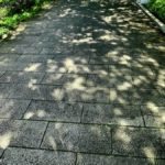 梅雨の雨の合間にお散歩