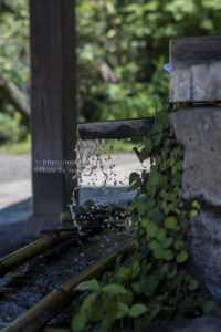 【スナップ撮影】残暑見舞い申し上げます