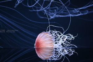 【水族館撮影】鏡に写ったクラゲの姿