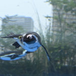 水族館で空飛ぶペンギンに遭遇!!