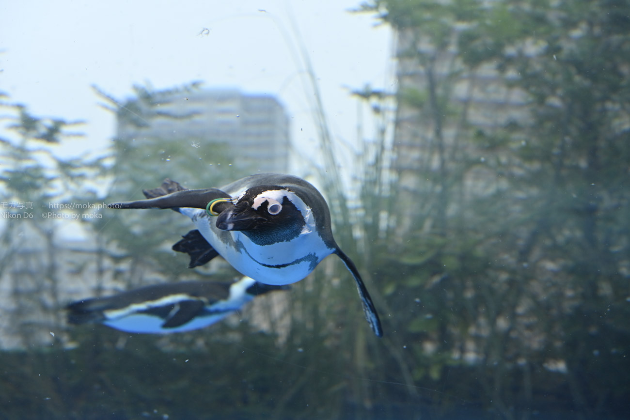 水族館で空飛ぶペンギンに遭遇！！