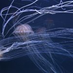 【水族館写真】夏休みらしく「幽霊」のようなクラゲ
