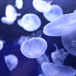 【水族館撮影】ソーシャルディスタンスを保って。。