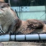 【水族館撮影】愛嬌満点のカワウソちゃん