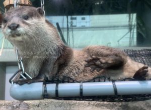 【水族館撮影】愛嬌満点のカワウソちゃん