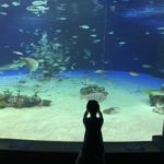 【水族館撮影】我が家の巨匠の撮影風景