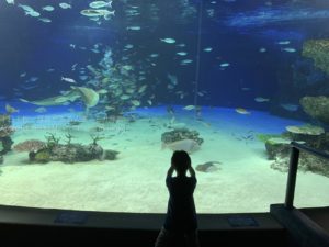 【水族館撮影】我が家の巨匠の撮影風景