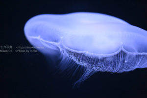 【水族館撮影】きっちり、クラゲにピントを合わせよう！！