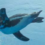 【水族館撮影】夏空を飛ぶペンギン