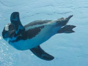 【水族館撮影】夏空を飛ぶペンギン