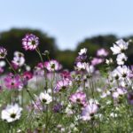 【公園スナップ写真】秋晴れとコスモス