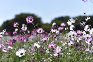 【公園スナップ写真】秋晴れとコスモス