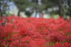 2020年は、巾着田の曼珠沙華が見れないなんて・・
