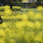 昭和記念公園のレモンブライトが見頃