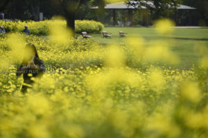 昭和記念公園のレモンブライトが見頃