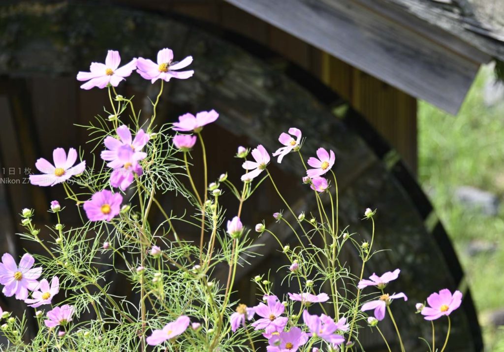 公園に秋の足音を探しに行こう！