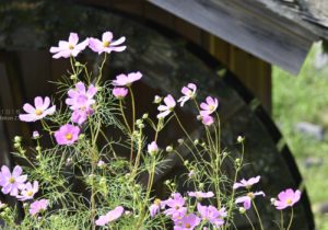 公園に秋の足音を探しに行こう!