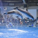 【水族館撮影】イルカのジャンプが撮りたい!!