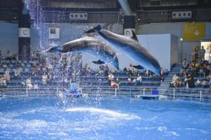 【水族館撮影】イルカのジャンプが撮りたい!!