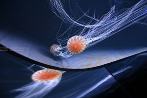 【水族館写真】触手の長いクラゲを撮ろう！！