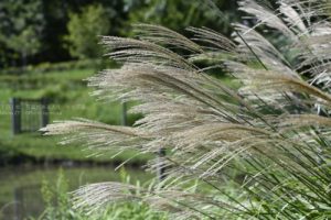【公園スナップ写真】黄金色のススキを発見