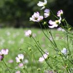 【公園スナップ写真】秋を全身で感じよう!!