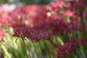 【公園スナップ写真】昭和記念公園で見つけた秋