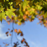 【公園スナップ撮影】公園で紅葉を見つけよう!!