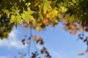 【公園スナップ撮影】公園で紅葉を見つけよう！！