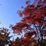 【公園スナップ写真】真っ赤に色づいた紅葉