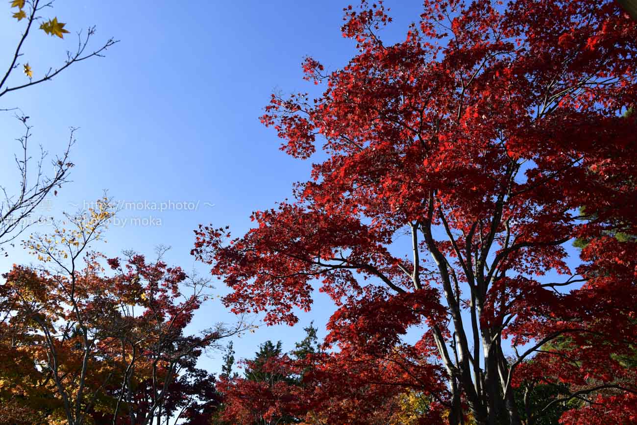 【公園スナップ写真】真っ赤に色づいた紅葉