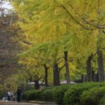 【公園スナップ】深まる都心の秋写真