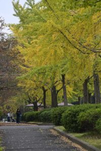 【公園スナップ】深まる都心の秋写真