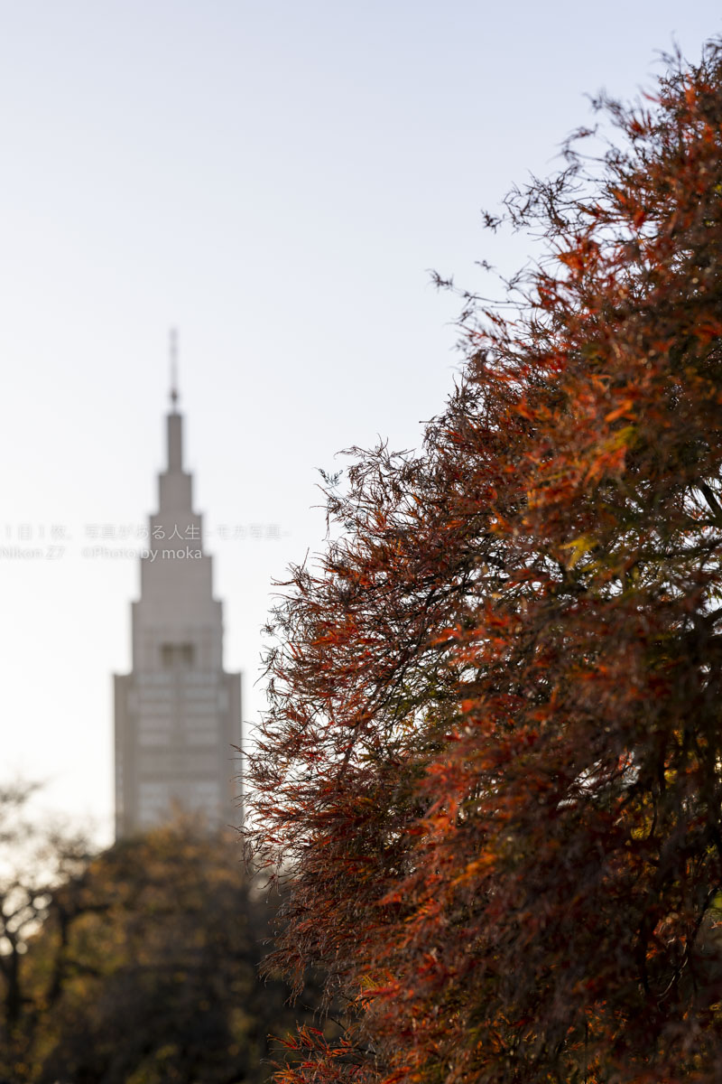 【公園スナップ撮影】西日に輝く紅葉とドコモタワー