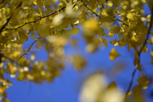 【町中スナップ撮影】黄色いイチョウが眩しい!!