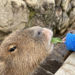 カピバラに餌をあげよう!!