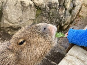 カピバラに餌をあげよう！！