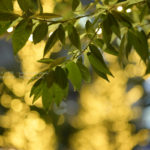 「NIKKOR Z 50mm f/1.2 S」を試し撮り