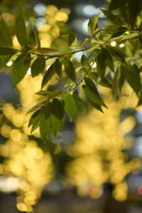 「NIKKOR Z 50mm f/1.2 S」を試し撮り