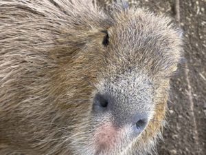 【iPhone写真】目の前に迫るカピバラさんをiPhoneで撮影