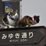 【スナップ撮影】まさかの風景を写し撮ろう!!
