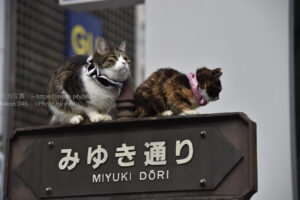 【スナップ撮影】まさかの風景を写し撮ろう!!