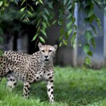 【動物園撮影】多摩動物園のチーターがかっこいい!!